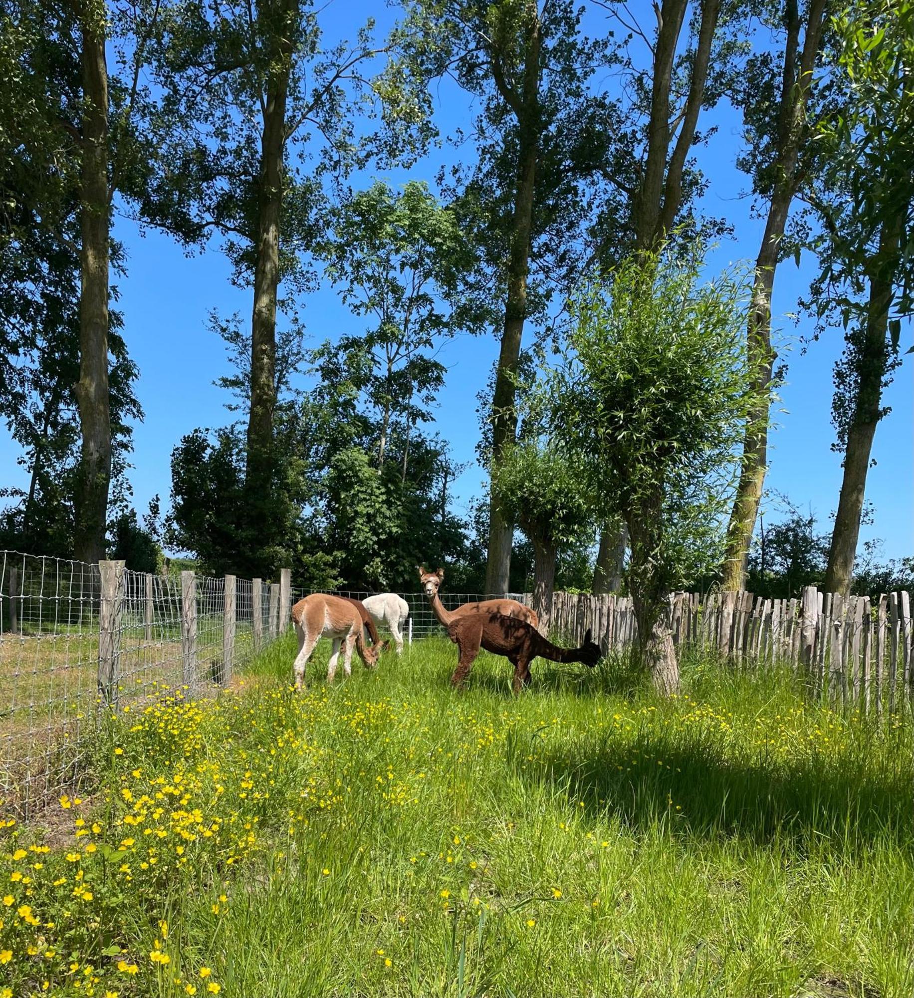 Nieuw Landelijk Vakantiehuis Aan Zee Oostkapelle Exterior foto